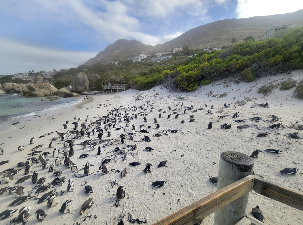 Cape Town Freedom Journey experience photograph 8